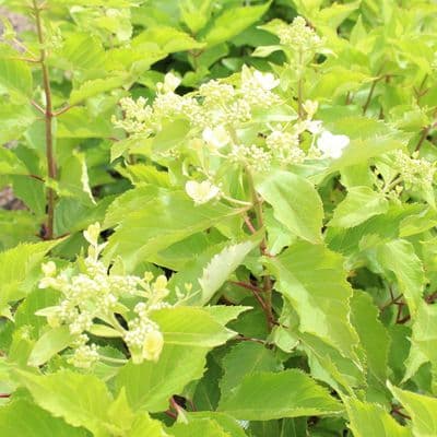 Hydrangea quercifolia Alice 3 Litre