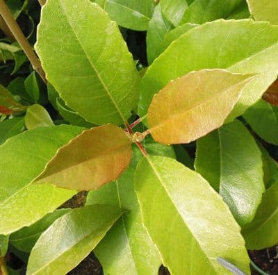 Hydrangea Seemannii 3 Litre