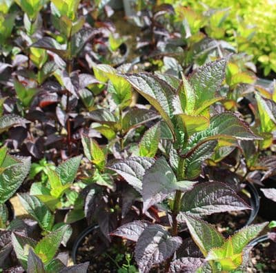 Hydrangea serrata Daredevil 3 Litre