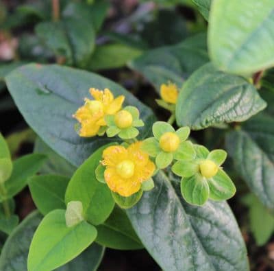 Hypericum Magical Beauty x 3 Litre