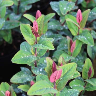 Hypericum Magical Universe 3 Litre