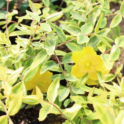 Hypericum moserianum Little Misstery 3 Litre