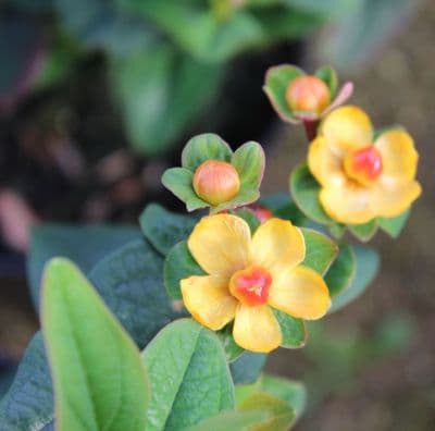 Hypericum x inodorum Magical Lightning 3 Litre