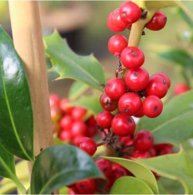 Ilex aquafolium x 3 Litre