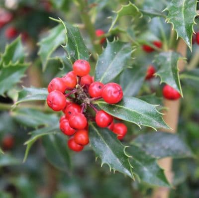 Ilex aquifolium Alaska x 3 Litre