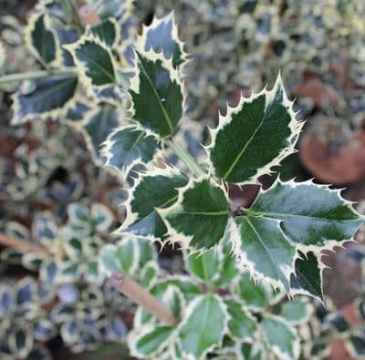 Ilex aquifolium Argentea Marginata x 3 Litre