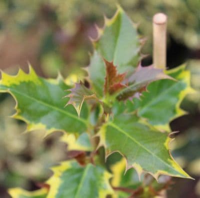 Ilex aquifolium Madame Briot x 3 Litre