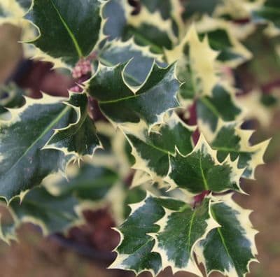 Ilex aquifolium Silver Queen 3 Litre