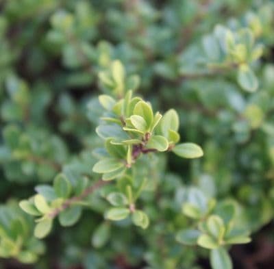 Ilex crenata Glorie Dwarf 3 Litre