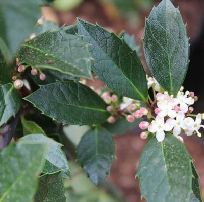 Ilex Heckenblau 3 Litre