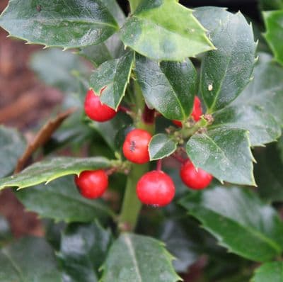 Ilex Heckenfee x 3 Litre