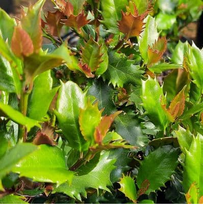 Ilex Little Rascal 3 Litre