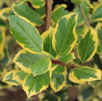 Ilex x altaclerensis Golden King x 3 Litre