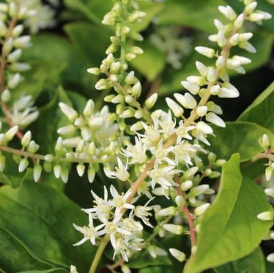 Itea virginica Henry's Garnet x 3 Litre (Sweet spire)