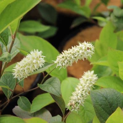 Itea virginica Love Child 3 Litre