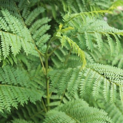 Jacaranda mimosifolia 3 Litre