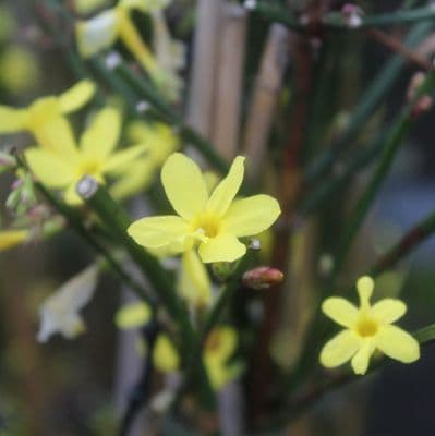 Jasmine Nudiflorum 3 Litre