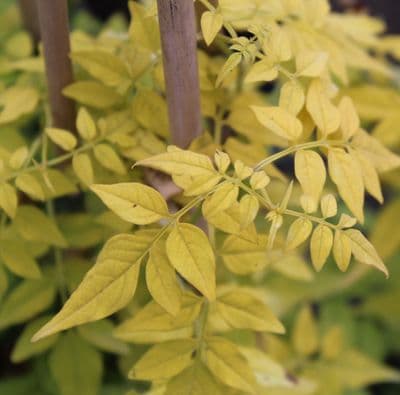 Jasmine officinale Fiona Sunrise 3 Litre