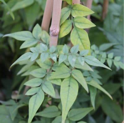 Jasmine officinalis Clotted Cream 3 Litre