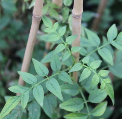 Jasminum (Jasmine) officinale 3 Litre
