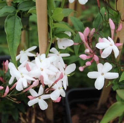 Jasminum (Jasmine) officinale f. affine 3 Litre