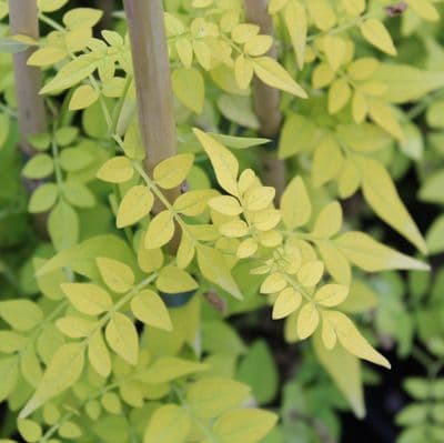 Jasminum (Jasmine) officinale Sunbeam 3 Litre