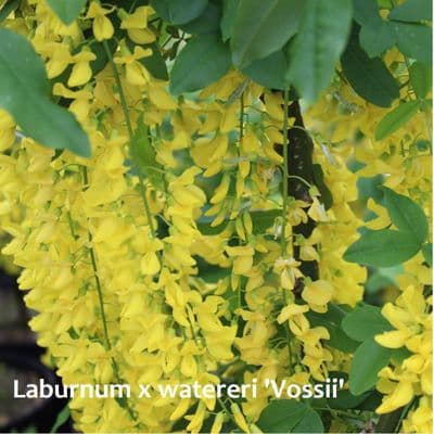 Laburnum x watereri Vossii 3 Litre