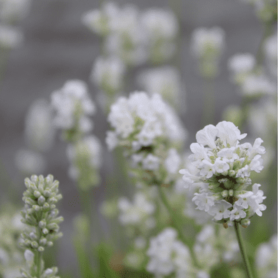 Lavandula (Lavender) angustifolia Arctic Snow 2 Litre