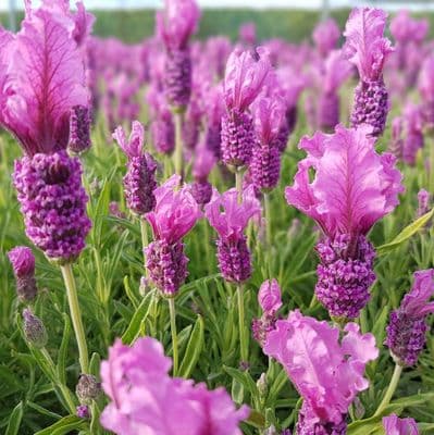 Lavandula (Lavender) × cadevallii Fairy Wings Pink 2 Litre