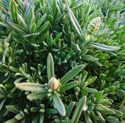 Lavandula (Lavender) stoechas Snowman 2 Litre