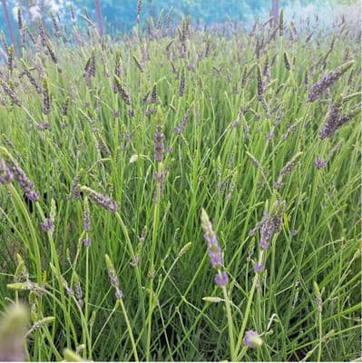 Lavandula (Lavender) x intermedia Phenomenal 2 Litre