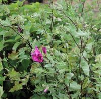 Lavatera × clementii Red Rum 3 Litre
