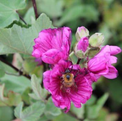 Lavatera × clementii Red Rum 3 Litre