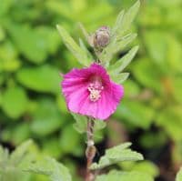 Lavatera × clementii Ruby Star 3 Litre