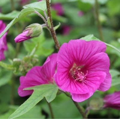 Lavatera × clementii Ruby Star 3 Litre