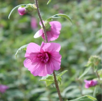Lavatera Princess Pink 3 Litre
