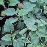 Lavatera x clementii Barnsley Baby x 3 Litre