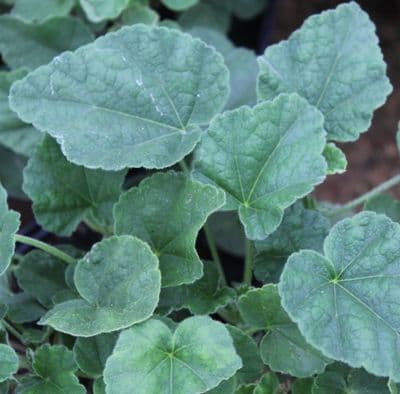 Lavatera x clementii Barnsley Baby x 3 Litre