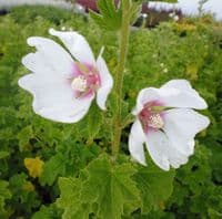 Lavatera x clementii Mary Hope 3 Litre