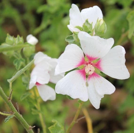 Lavatera x clementii Mary Hope 3 Litre