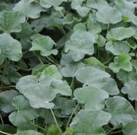 Lavatera x clementii Rosea x 3 Litre