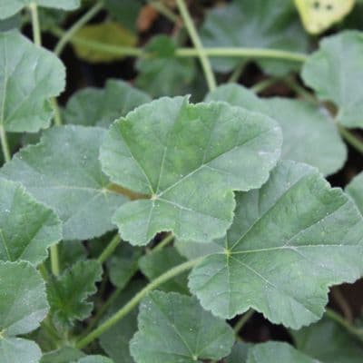 Lavatera x clementii Rosea x 3 Litre