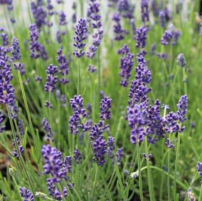 Lavender angustifolia Hidcote  2 Litre