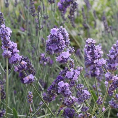 Lavender angustifolia Melissa Lilac 2 Litre