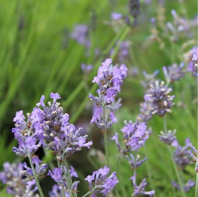 Lavender angustifolia Twickel Purple 2 Litre