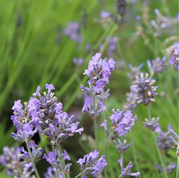 Lavender angustifolia Twickel Purple 2 Litre