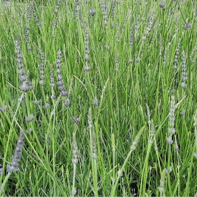 Lavender × intermedia Vera 2 Litre