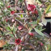 Leptospermum Red Damask 3 Litre