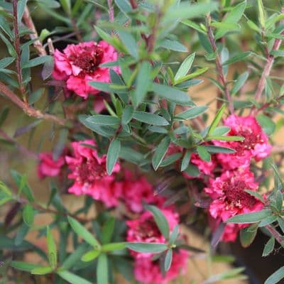 Leptospermum Red Damask 3 Litre