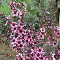 Leptospermum scoparium Martini 3 Litre